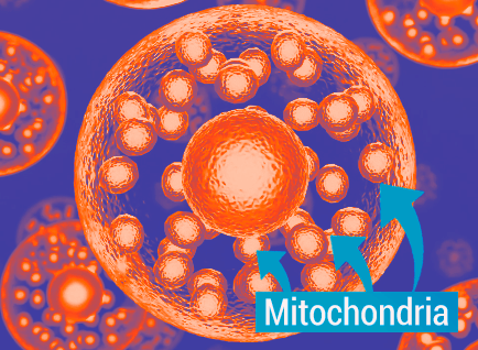 mitochondria